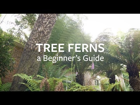 Video: Praktis dan Menginspirasi Rumah Pohon-Granny Flat di Queensland, Australia