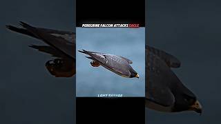 Falcon attacks the eagle but eagle aura+999999 #shorts #lone savage #animals #eagle