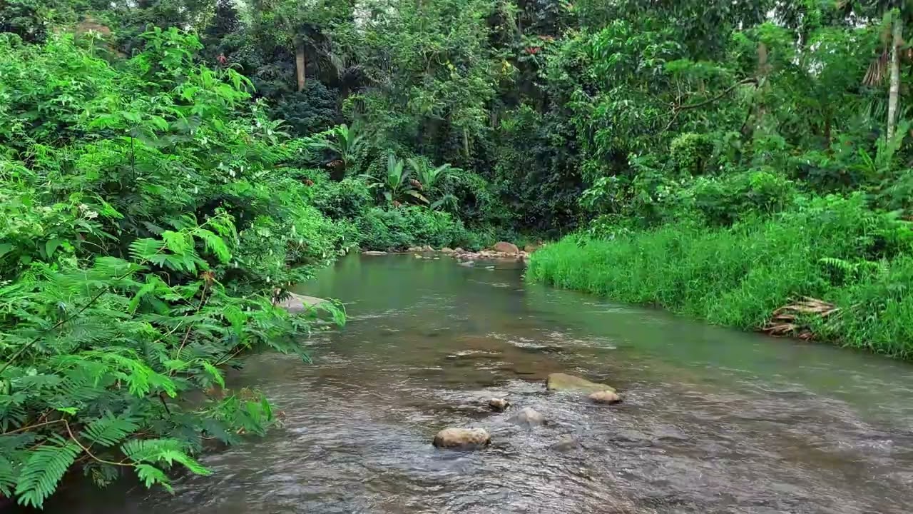 Calm Your Mind & Sleep Deeply with Gentle Jungle River Flowing Through Lush Green Forest