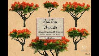 Real Tree Cliparts - Gulmohar - photoshop overlays png, Tree layout, transparent background