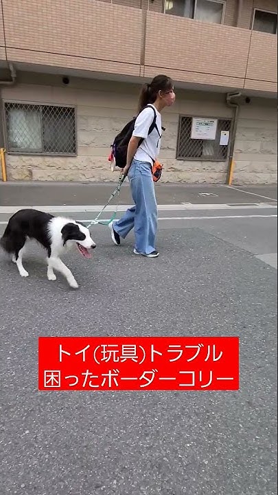 怖がり犬 ポメラニアンきっちゃんです 犬ふれあいカフェ大阪 ポメラニアン ドッグトレーニング大阪 家族募集中 Youtube