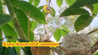 mengecek sarang burung sirpu! sarangnya di jaga dengan ketat