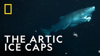 The Greenland Shark The Shark That Can Live For 500 Years Oceanxplorers National Geographic Uk