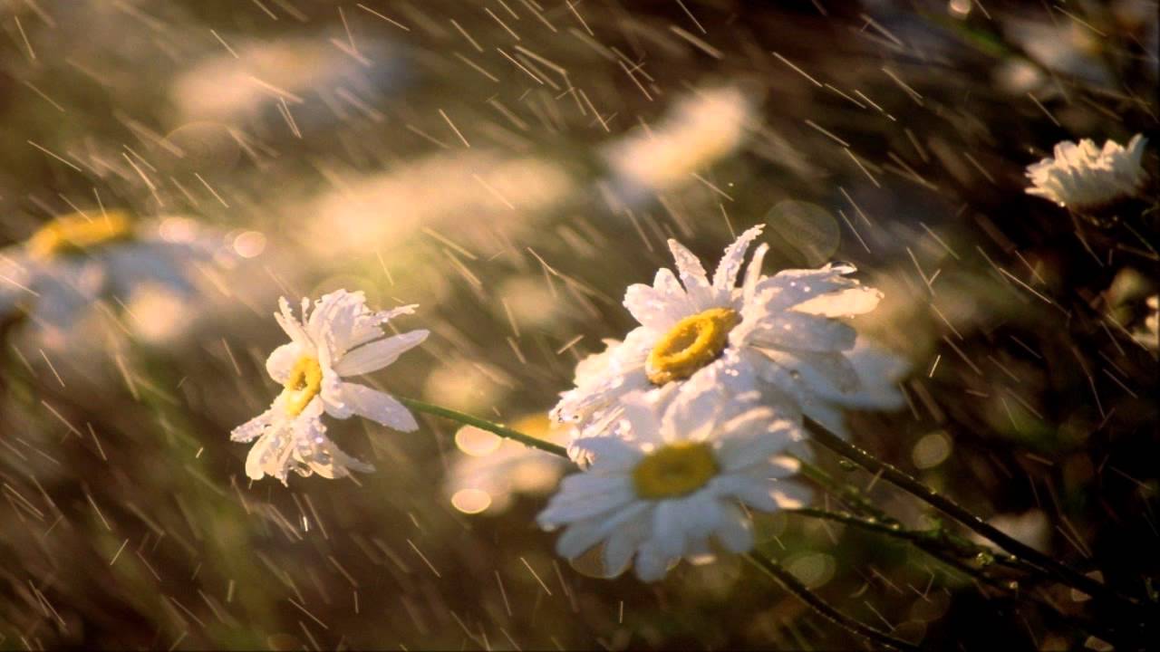 Watch Jazeboo - Summer Rain on YouTube Watch Jazeboo - Summer Rain on YouTube
