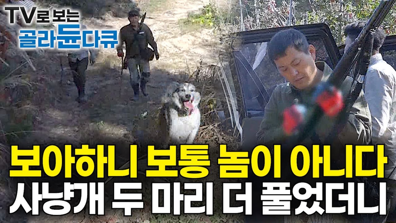 사냥개조차 무서워서 빙빙. 사람 알기를 우습게 아는 거대 멧돼지 잡으려고 사냥개 2마리 더 풀었다｜한 해 농사 다 망쳤다｜가을산 과수원 먹는 괴물 멧돼지 전쟁｜극한직업｜#골라듄다큐