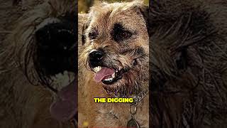 Border Terriers  Chewers Diggers and Amazing Companions