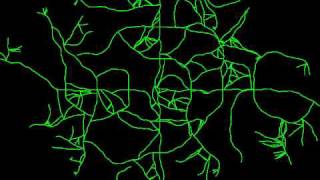 Procedural Road Network - Experiment 4