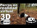 Perros en realidad virtual | Episodio #19