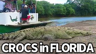 Are Crocodiles Taking Over Florida?