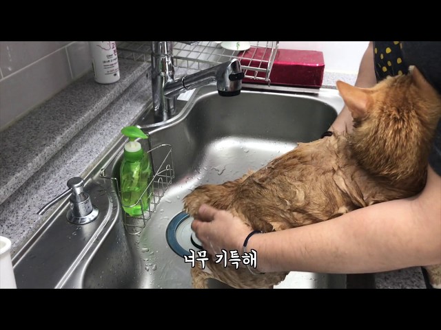 고양이와 목욕을 해보았습니다.