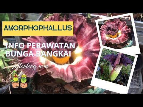 Video: Pohon ular, atau amorphophallus: budidaya dan perawatan