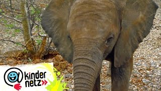 Kleiner Elefant – verzweifelt gesucht! | OLI's Wilde Welt | SWR Kindernetz