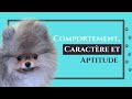  comportement caractre et aptitude du spitz allemand    100 pomeranian partie n3