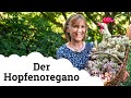 Der Hopfenoregano | Eine äußerst reizvolle Pflanze, die ihr kennen solltet! 😯🌾