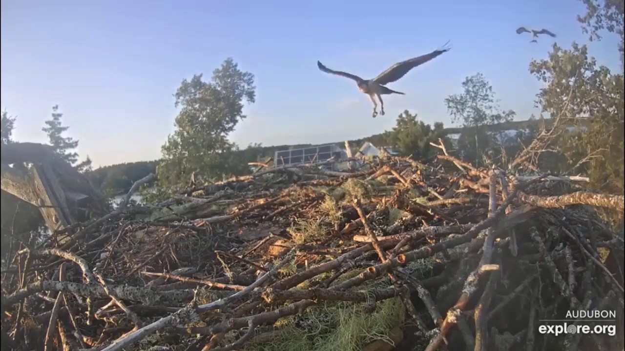 Hog Island Ospreys * Halley Races Steve to the Nest for Her Dinner Fish ...