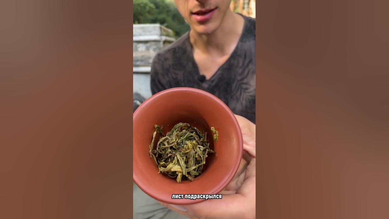 Шэн Пуэр, Линцан Юн Дэ Да Сюэ Шань - YouTube