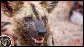 AFRICAN WILD DOG - Spotted Killer of Lions and Buffaloes! Wild Dog VS Leopard and Boar!