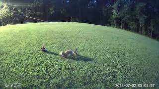 Fox Gets Skunk Sprayed