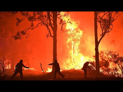 فيديو: كيفية تقليم Firebush كتحوط - تنمية تحوط من نباتات Firebush