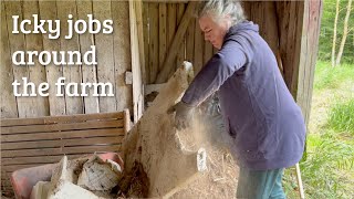 #61 Icky jobs around the farm