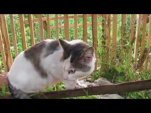 СМЕШНЫЕ КОТЫ И КОШКИ 2018 ЛУЧШИЕ ПРИКОЛЫ С КОТАМИ И ДРУГИМИ ЖИВОТНЫМИ 2018 #19