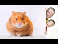 Lost Hamster Song + More Nursery Rhymes & Kids Songs with Max