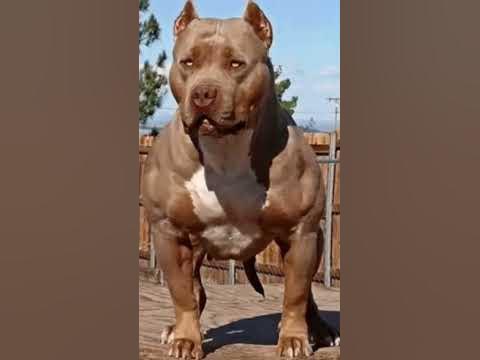пидбул🥰🤩 - YouTube