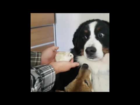Dog Is Not Amused With Hamster