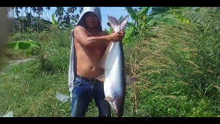 Câu cá tra sông lên cá  khủng sông Sài Gòn, 14.3kg