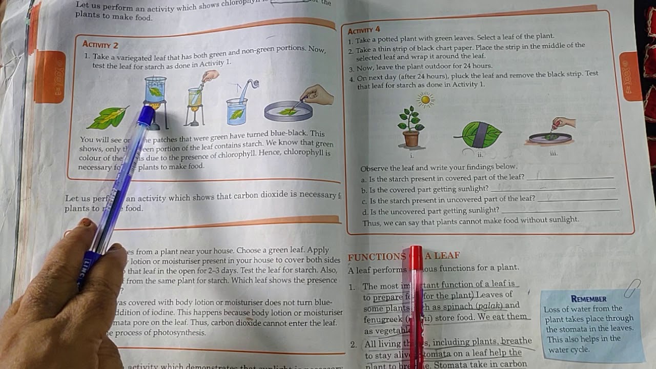 cbse-class-4-science-the-food-factory-of-plants-revision-part3