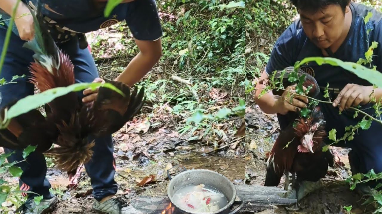 กับดักไก่ป่ามาเป็นอาหารได้ 2 ตัวหนึ่งถูกเสือไฟกีน6 กันยายน ค.ศ. 2025