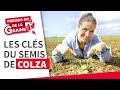 Semis de colza 2024  comment russir son implantation   prendsen de la graine  lg seeds