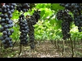 Elaboración y Crianza de Vinos - TvAgro por Juan Gonzalo Angel