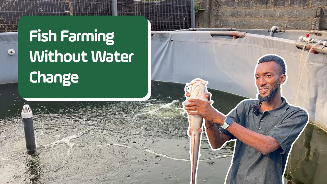 Как выращивать сома и тилапию без подмены воды | Пробиотическое рыбоводство