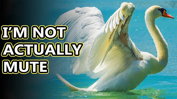 Mute Swan facts: they aren't really mute | Animal Fact Files - DayDayNews
