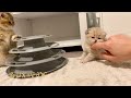 Relaxing kittens british shorthair usa cattery  lux paw
