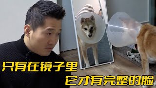 柴犬被送去訓練所20天竟然弄丟了自己的左臉訓犬師一眼落淚