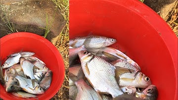 Câu cá Hồ dầu tiếng Tây Ninh | Test thử bài mồi mới (cám Huỳnh Khoa + bơ & chuối sứ)