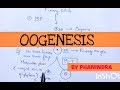 OOGENESIS|| INTER 2nd YEAR||BSC ZOOLOGY||BY PHANINDRA