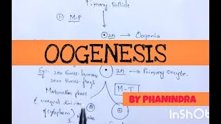 OOGENESIS|| INTER 2nd YEAR||BSC ZOOLOGY||BY PHANINDRA