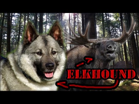 Vídeo: O elkhound norueguês pode caçar?