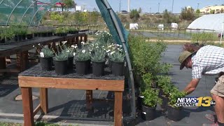 Experts explain how to protect your plants ahead of cold snap