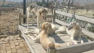 salukipuppies by Persian greyhound Saluki 7 views 1 month ago 46 seconds