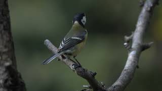 Széncinege - Great tit