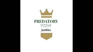 Amur Schlangenkopf - Channa Argus - Northern Snakehead Albino Update