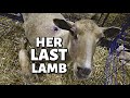 7 DAYS OF LAMBING: DAY THREE (HER LAST LAMBING...HOW OLD is she??): Vlog 349