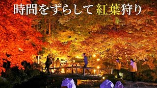 【オーバーツーリズム】京都の寺院で「夜紅葉」　混雑緩和へ時差観賞促す【映像でわかる】