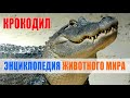 Крокодилы (все виды) | Энциклопедия животного мира