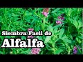 Alfalfa (Medicago sativa) Sembrando en casa