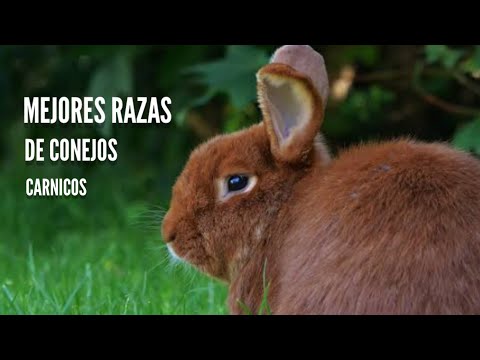 Video: ¿Cuál es la mejor carne de conejo?